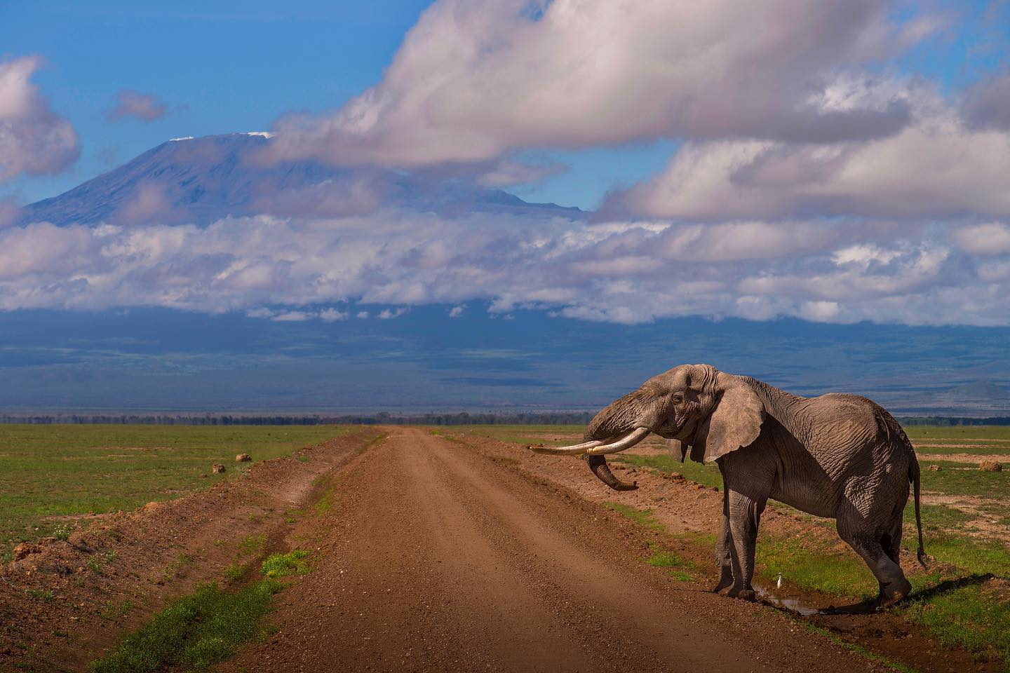 elephant.jpeg