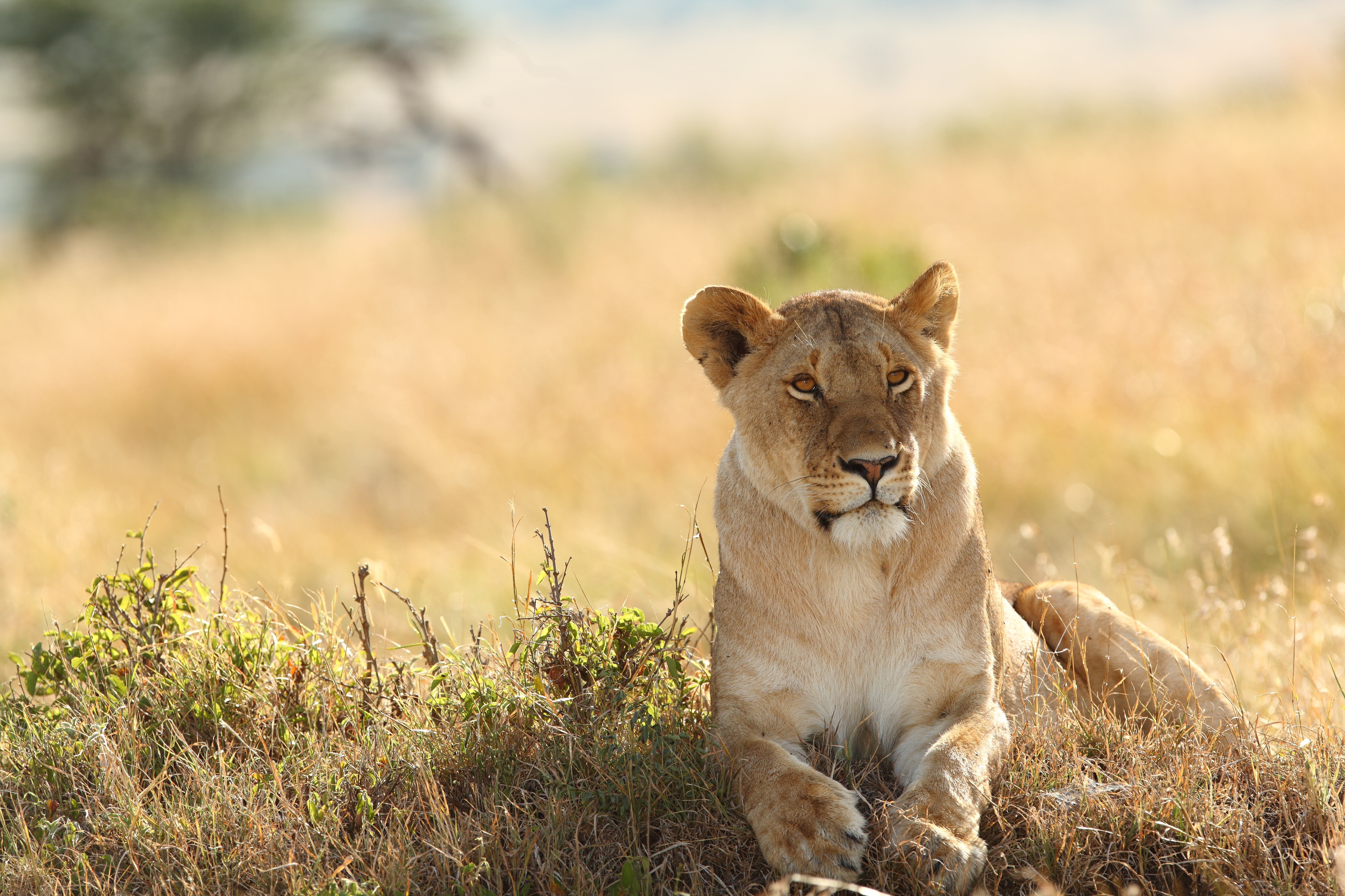 lioness-resting-proudly-grass-covered-fields.jpg